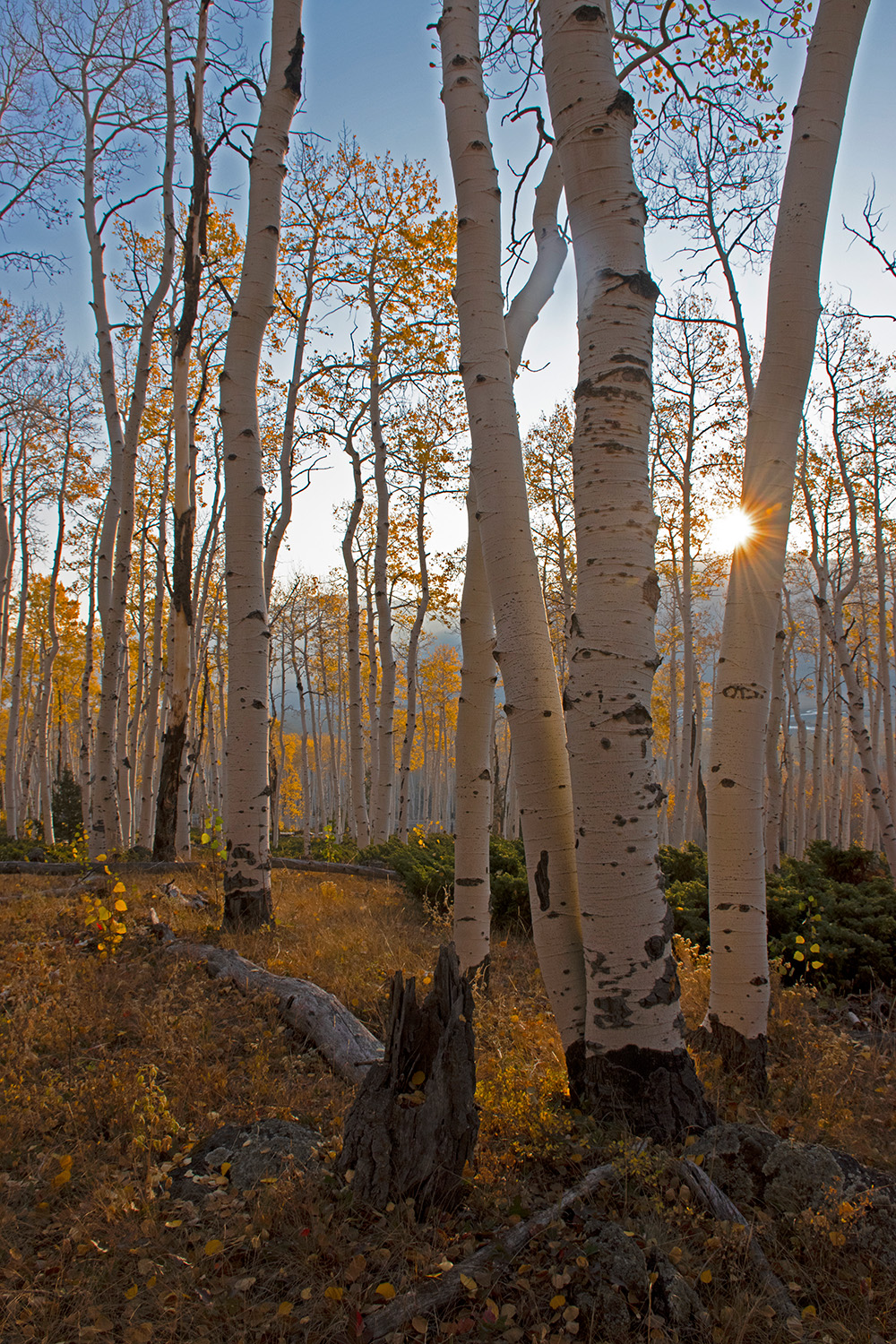 Aspen trees at sunrise