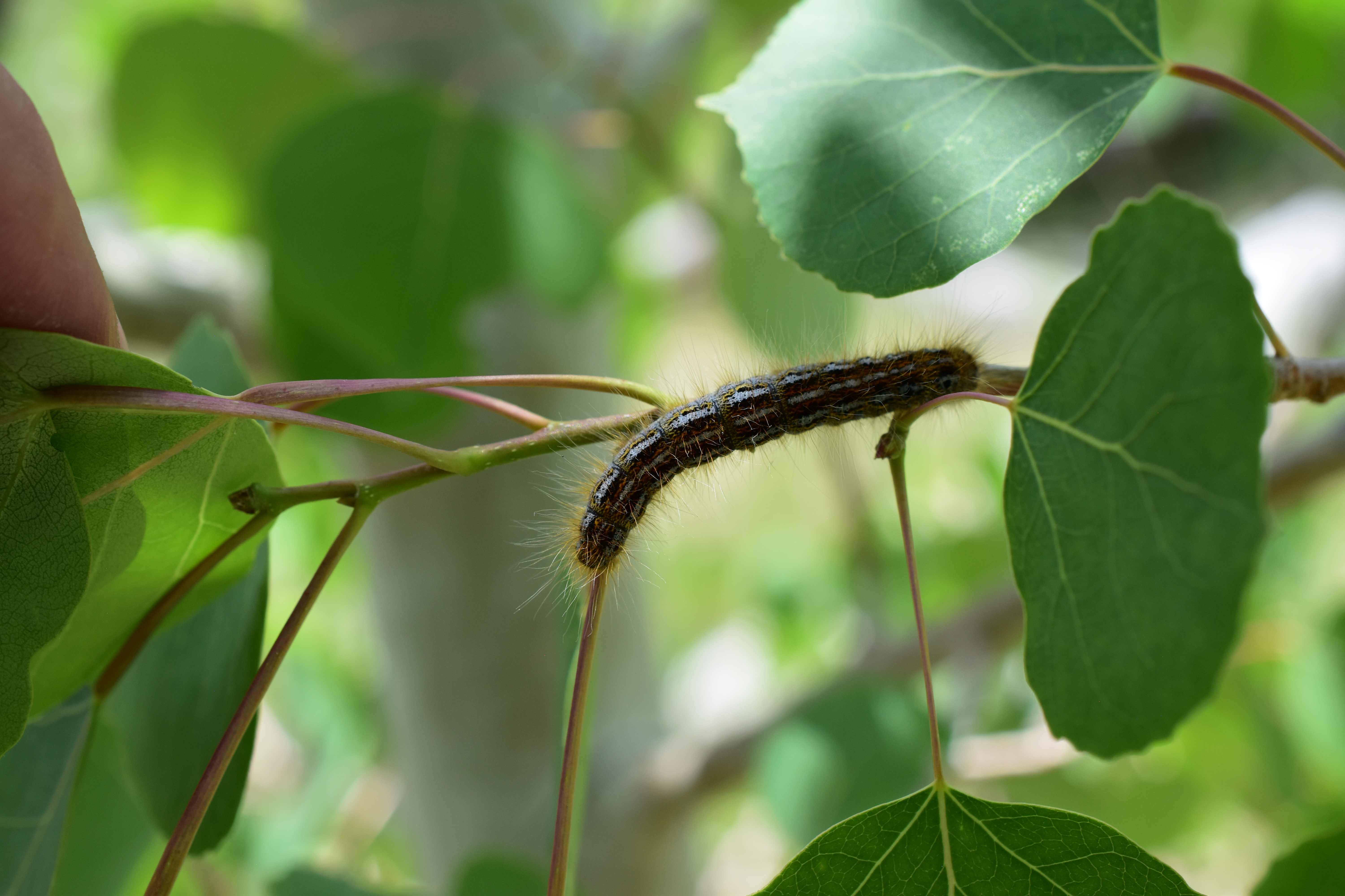 Caterpiller on branch