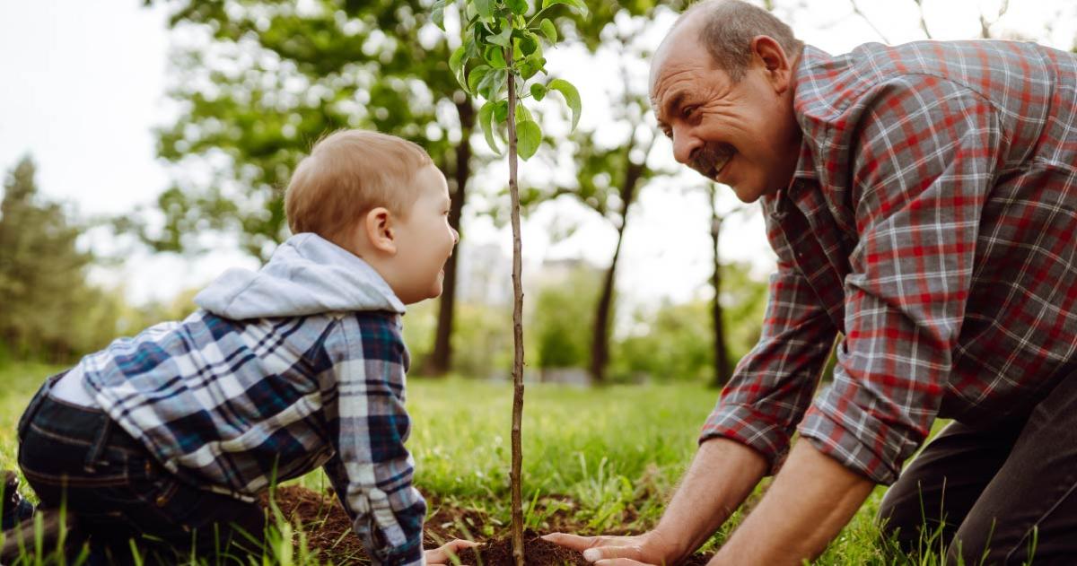 Grandfather and toddler grandchild planting a tree