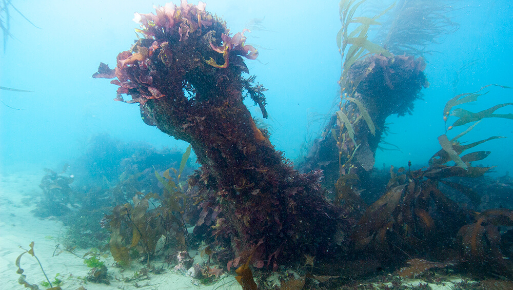 a shipwreck covered in marine growth