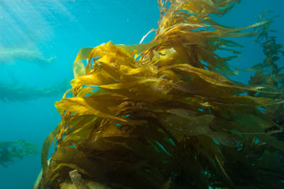 kelp forest