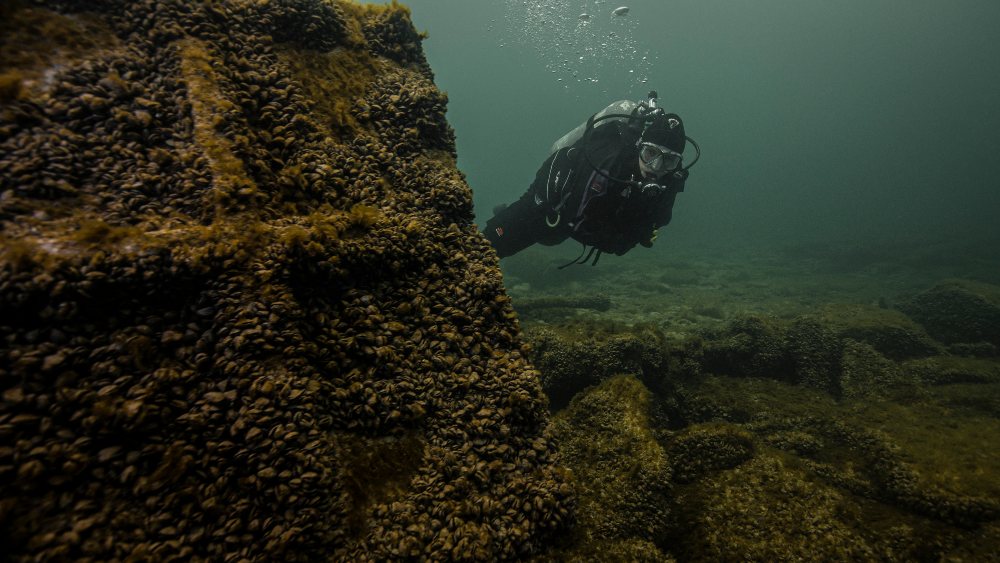 a person scuba diving near a wooden shipwreck