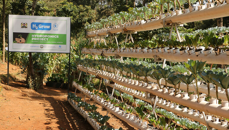  I Kibera, Kenya, har WFP implementerat Hydroponic Farming på Olympic Primary School, med stort deltagande av elever och lokalsamhället. WFP/Martin Karimi