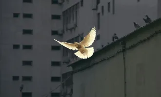 Dove of peace