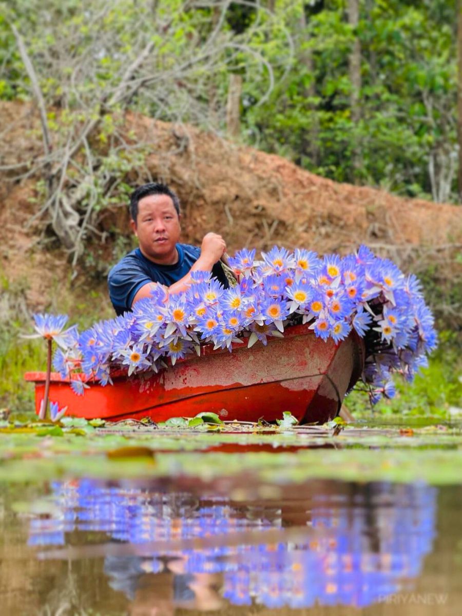 A sea of blue lotus flowers