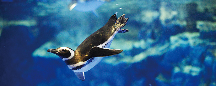 すみだ水族館