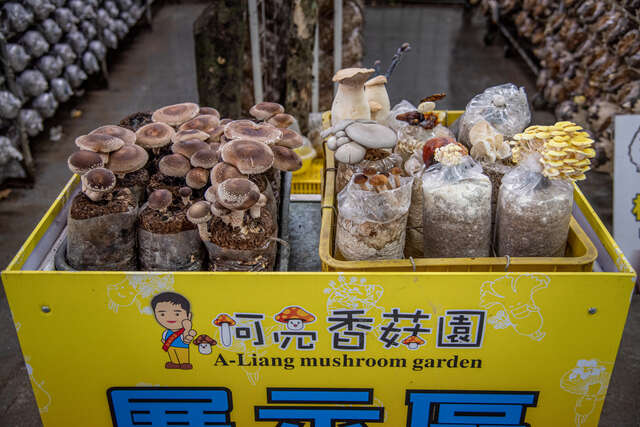 阿亮香菇園