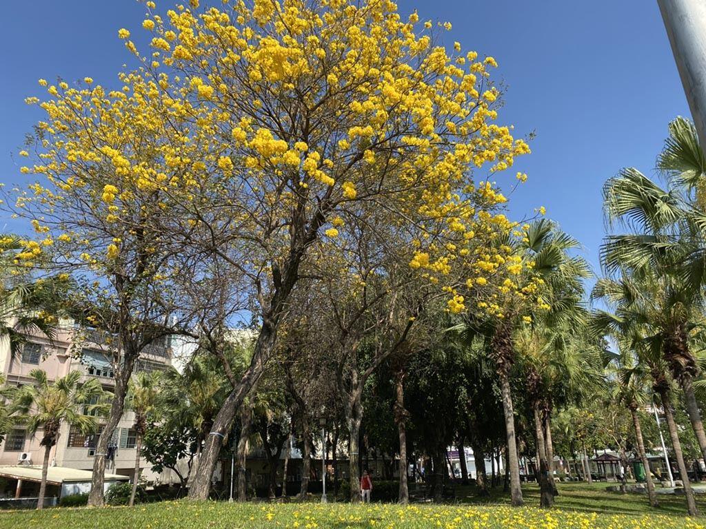 東區樂成公園黃花風鈴木