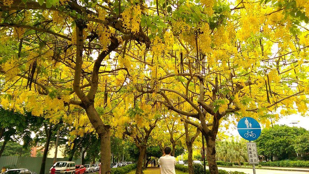 東區樂成公園黃花風鈴木