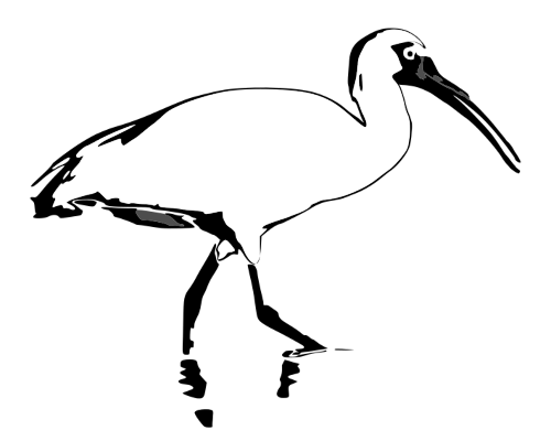 Ibis