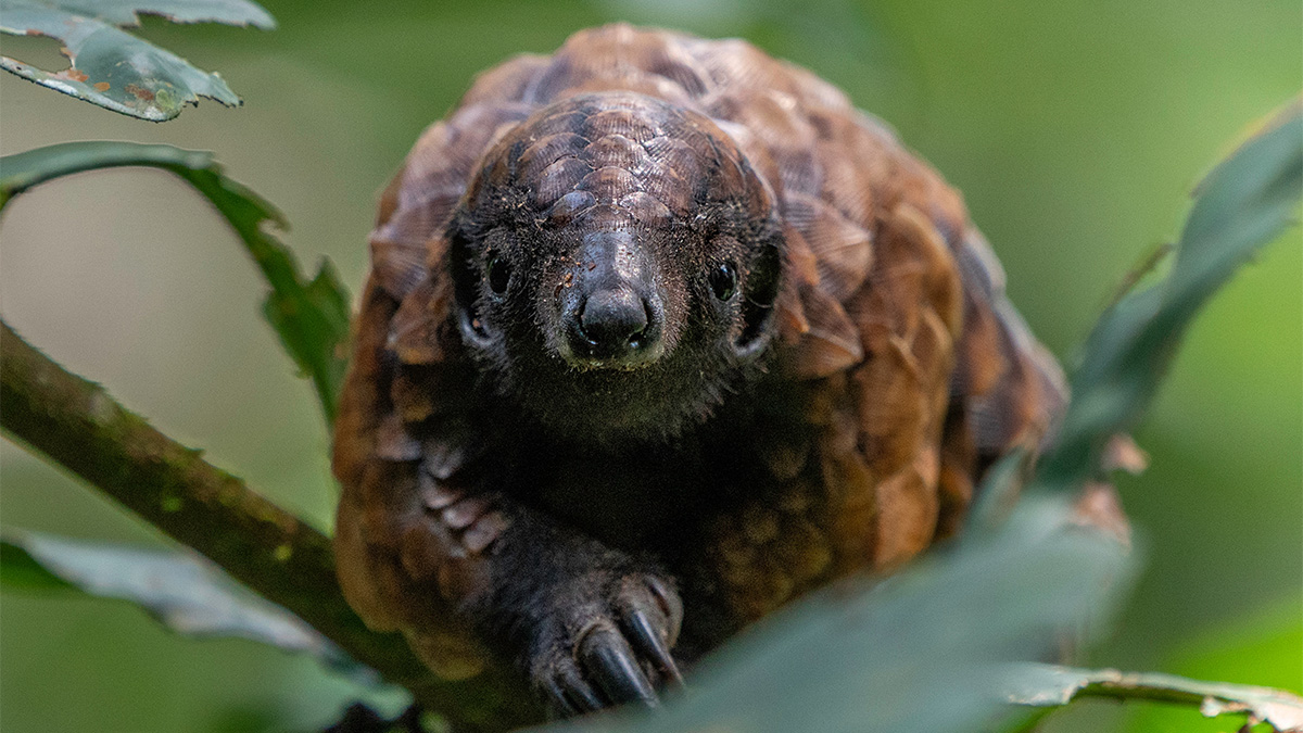 Black-bellied Pangolin, Central African Republic