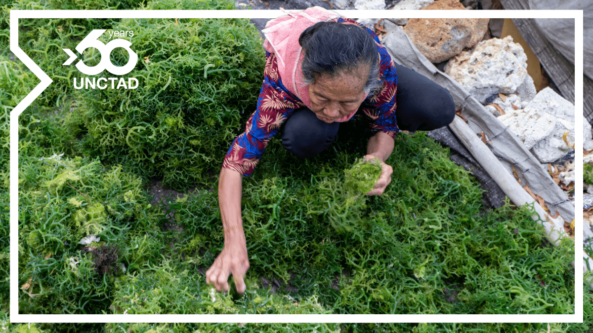 A seaweed farmer in Indonesia