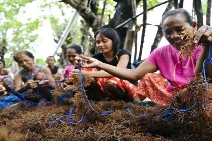 Enormes potentiels dans l’exploitation des algues marines :  économiques, climatiques  mais aussi en faveur de l’égalité entre hommes et femmes