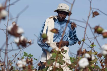 Cotton: Why it matters for a more sustainable future