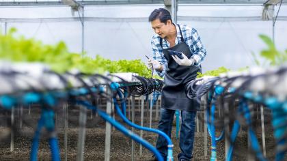 A farmer uses hydroponic systems for his organic farm, where plants grow in water containing nutrients.