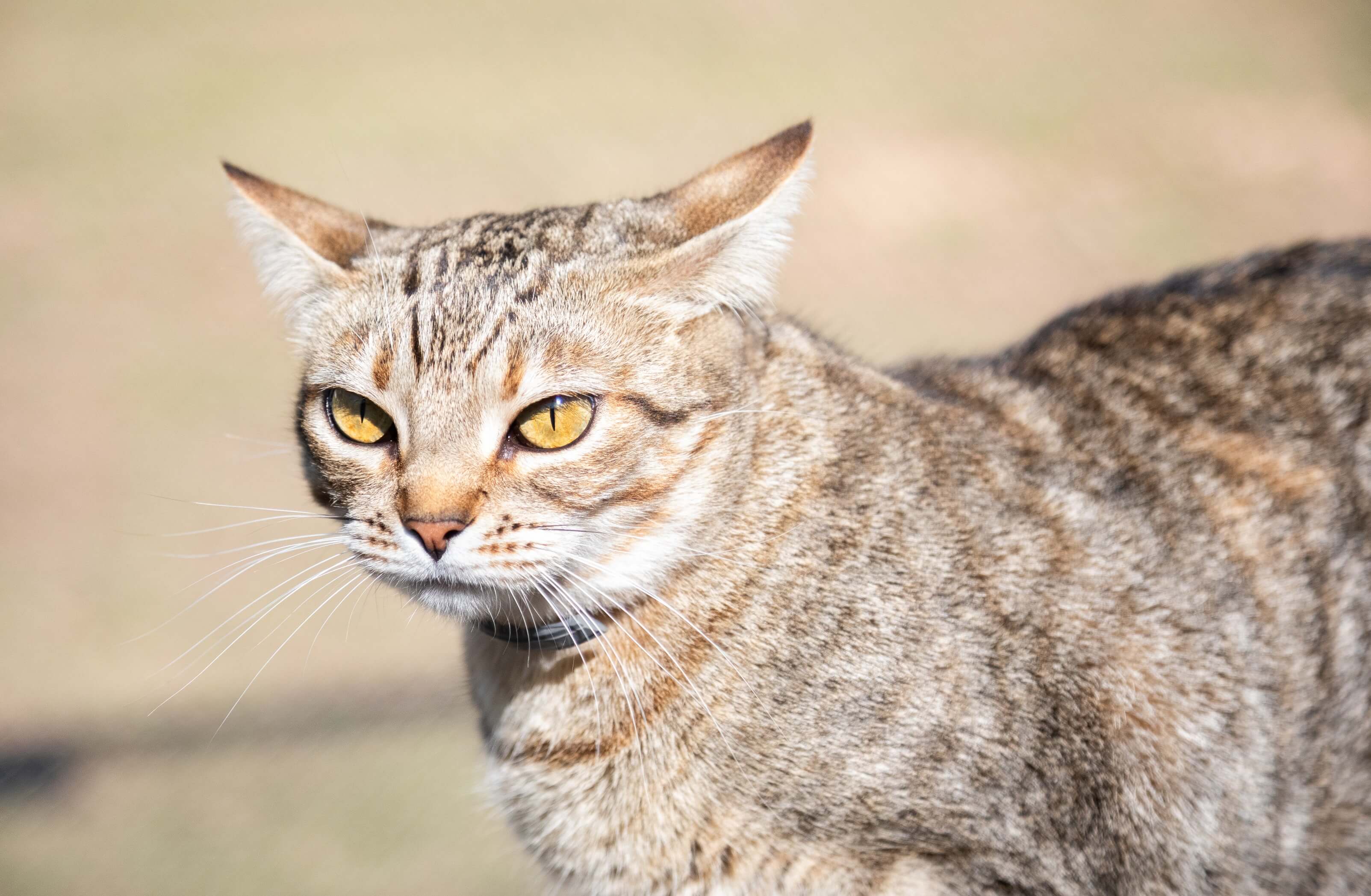 Gato.