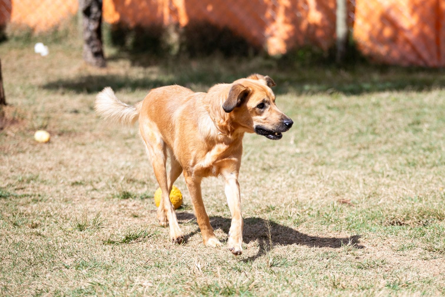 cachorro