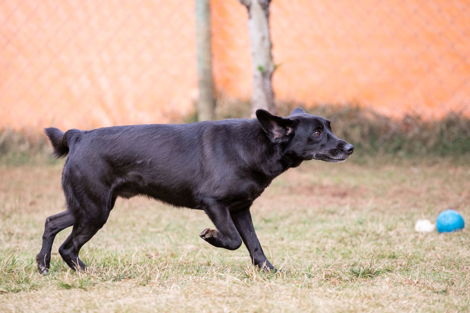 cachorro