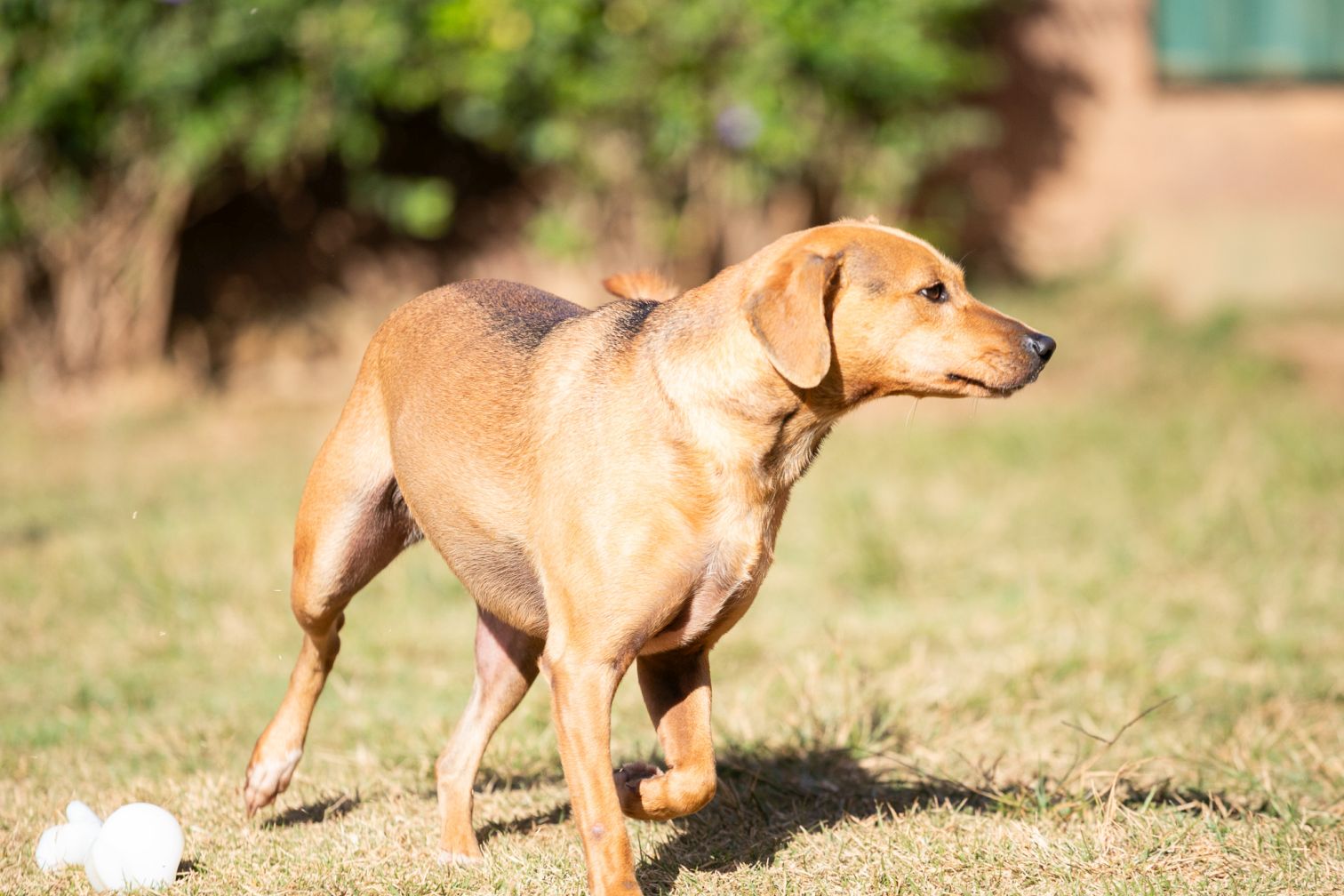 Cachorro