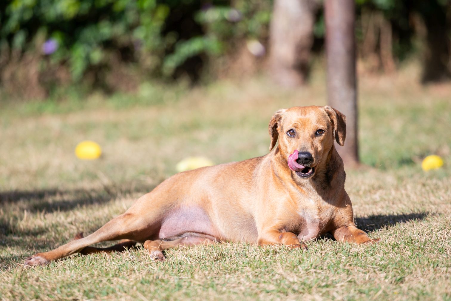 Cachorro