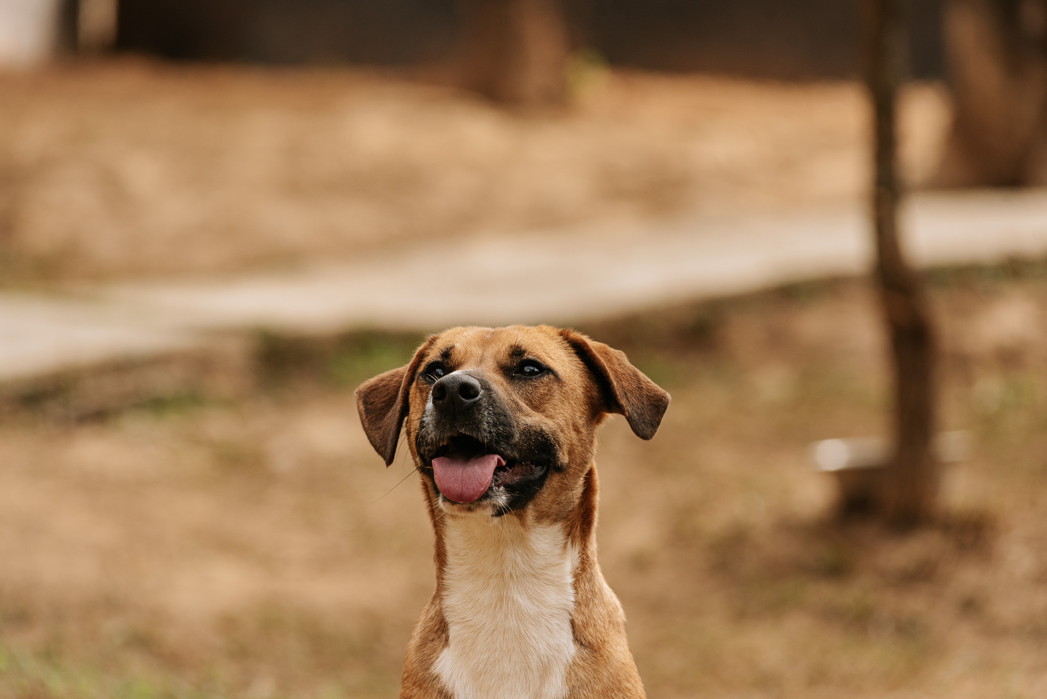 foto do rosto de um cachorro caramelo