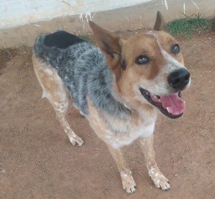 cachorro porte grande, pelo curto mesclado e liso, orelhas para cima sorri pra foto.