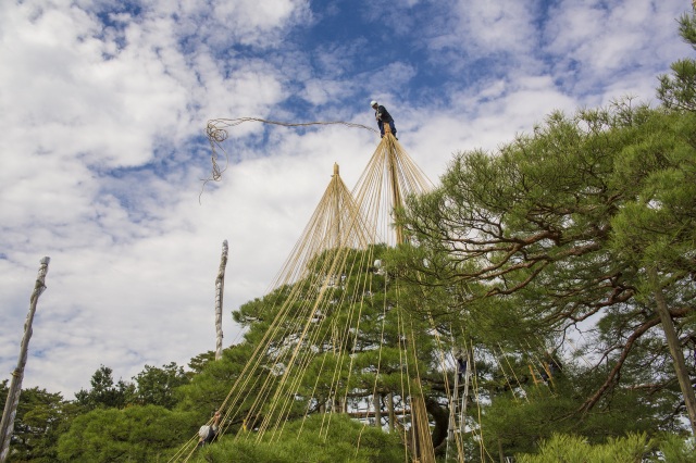 Yukitsuri Installation at Kenrokuen Garden