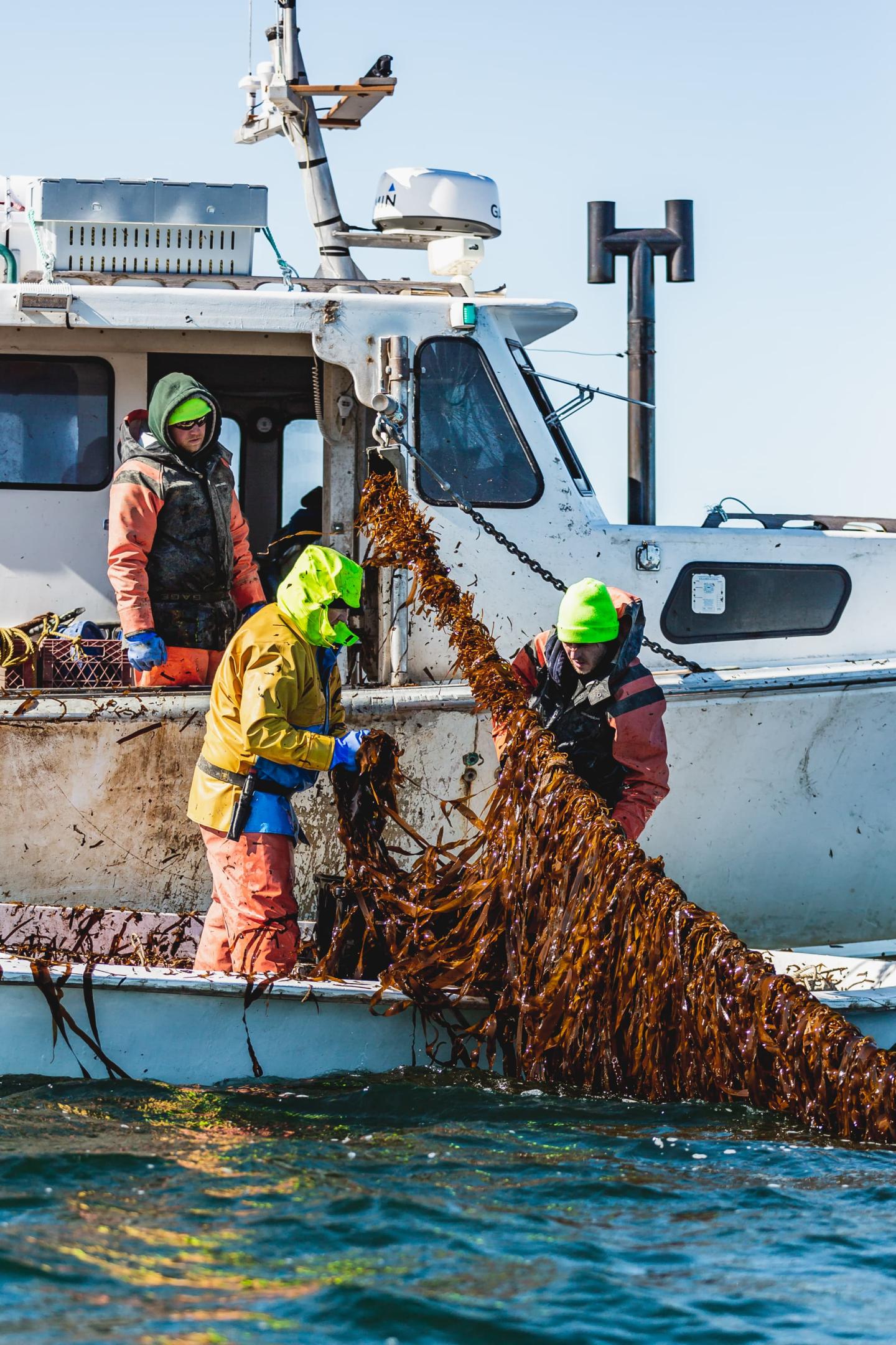 A large batch of seaweed being pulled onto a boat by fishers