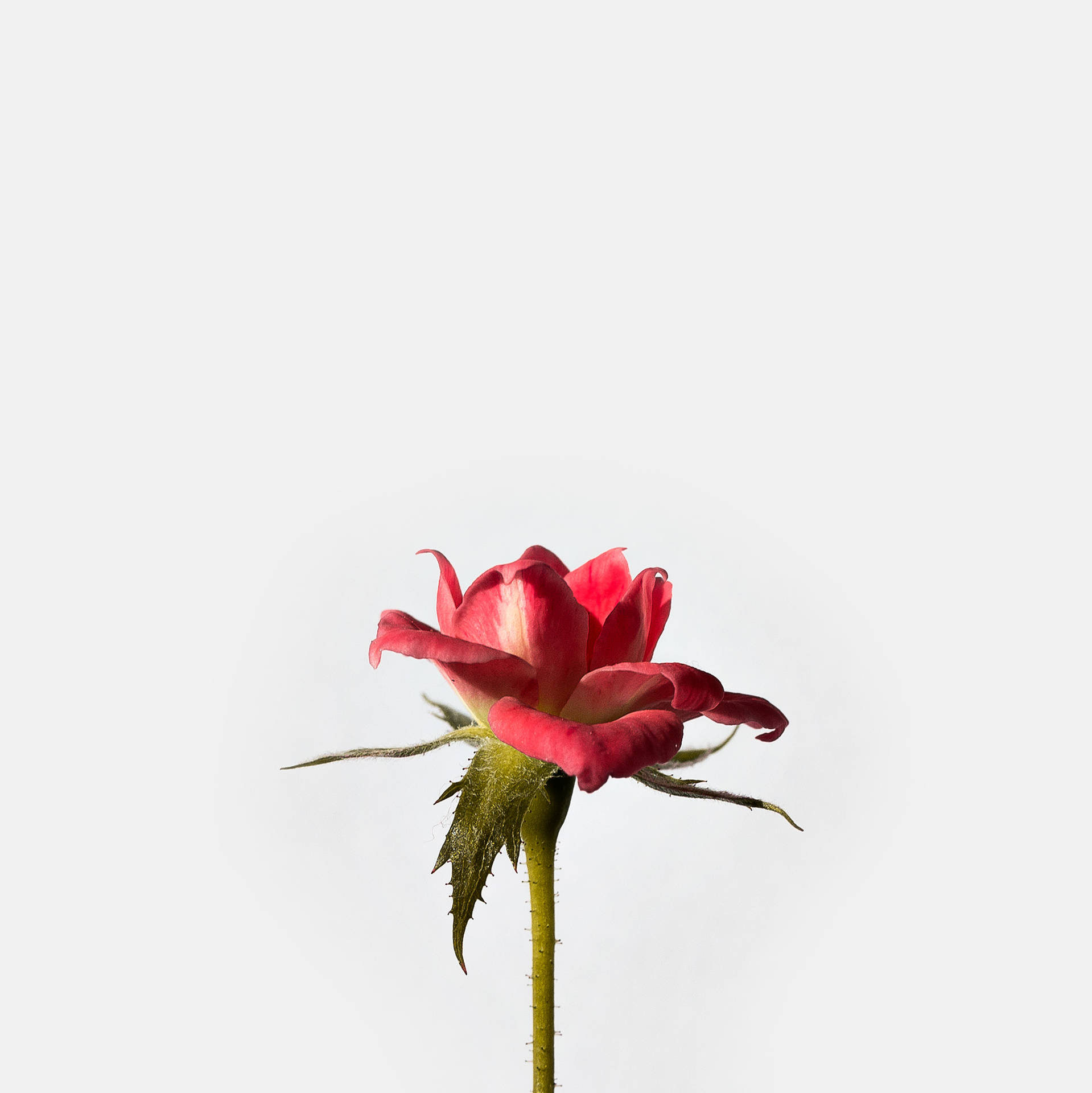 Rose Flower Wallpaper