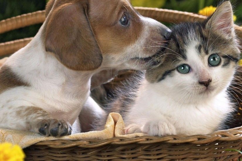 dog, cat, basket