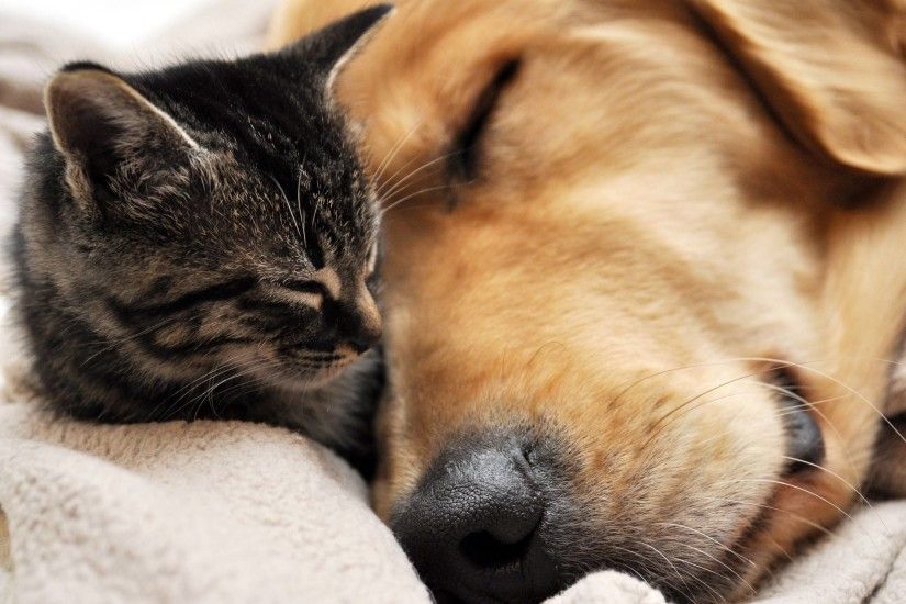 cat and dog Wallpaper