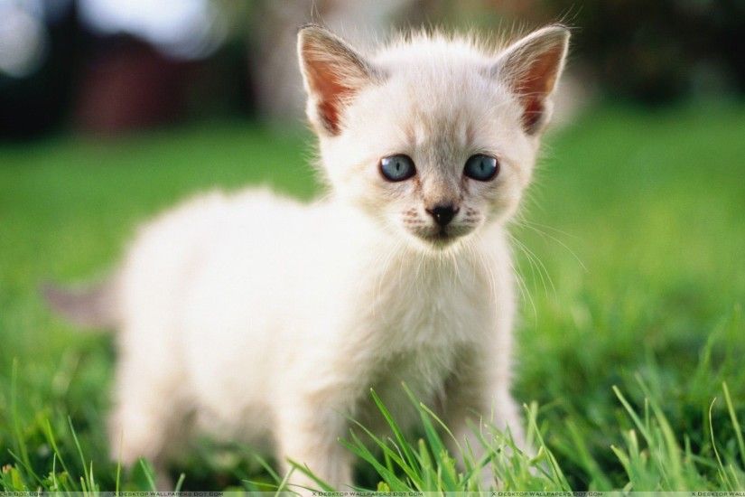 White cat looks like a dog wallpaper