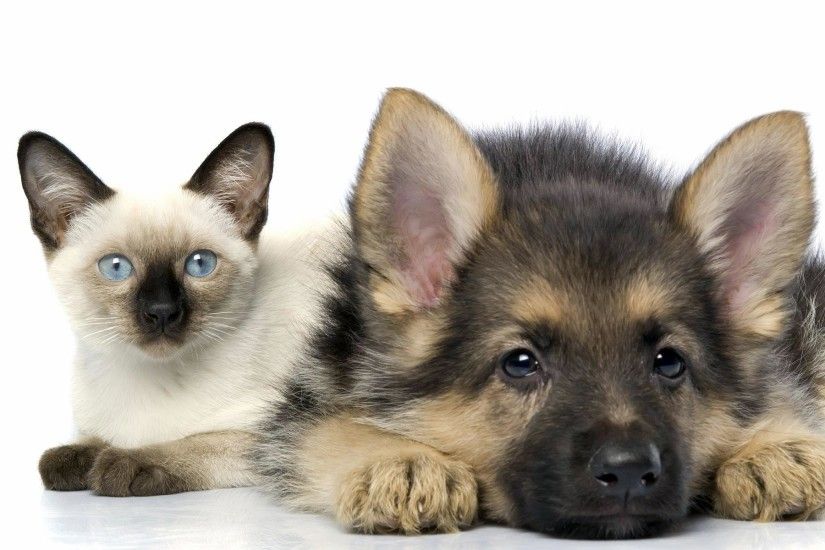 Baby Cat And Dog | Wallpaper pics