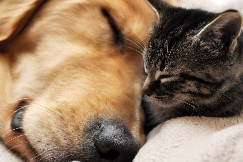 Dog and cats together - photo#2