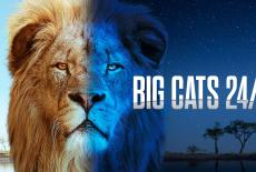 Big Cats 24/7: TVSS: Banner-L1