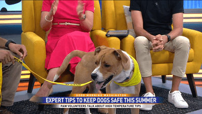 Image for story: PAW highlights adoption opportunities and shares vital summer safety tips for dogs