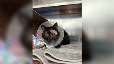 Image for story: 'Lucky to be alive': Stray cat on the mend after undergoing surgeries to remove eyes