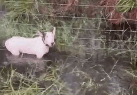 Image for story: What a 'Trooper': Dog found tied to pole in path of Hurricane Milton gets new name