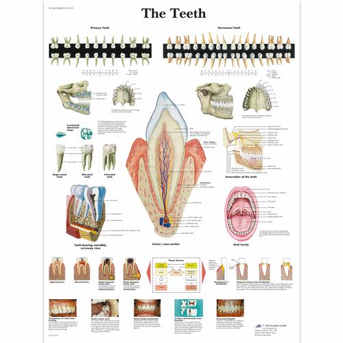 The Teeth, 4006672 [VR1263UU], Dents