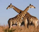 Giraffes