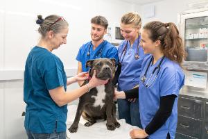 Aberystwyth School of Veterinary Science students