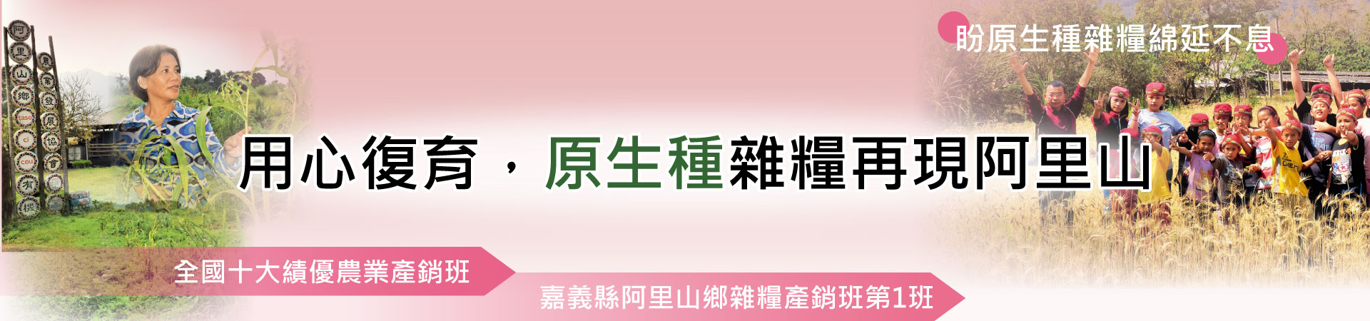 用心復育、原生種雜糧再現阿里山