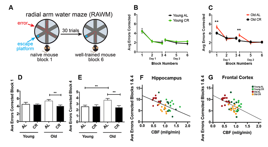 Caloric restriction preserves learning and long-term memory of aging mice. (A) An illustration of the Radial Arm Water Maze. Mice were trained to locate the hidden platform through a 2-day, 30 trials testing (3 blocks each day, 5 trials each block). Wrong entries were recorded as errors. (B) Young AL and CR mice did not have significantly different performances across the 6 blocks. (C) Old AL mice performed worse in Block 1 (initial learning phase) and Block 4 (initial recall phase) compared to the old CR mice. The comparison among the four groups for (D) Block 1 and (E) Block 4. Significant inverse correlation between errors made in Blocks 1 and 4 and CBF in (F) hippocampus (r2 = 0.29, p G) frontal cortex (r2 = 0.27, p p 