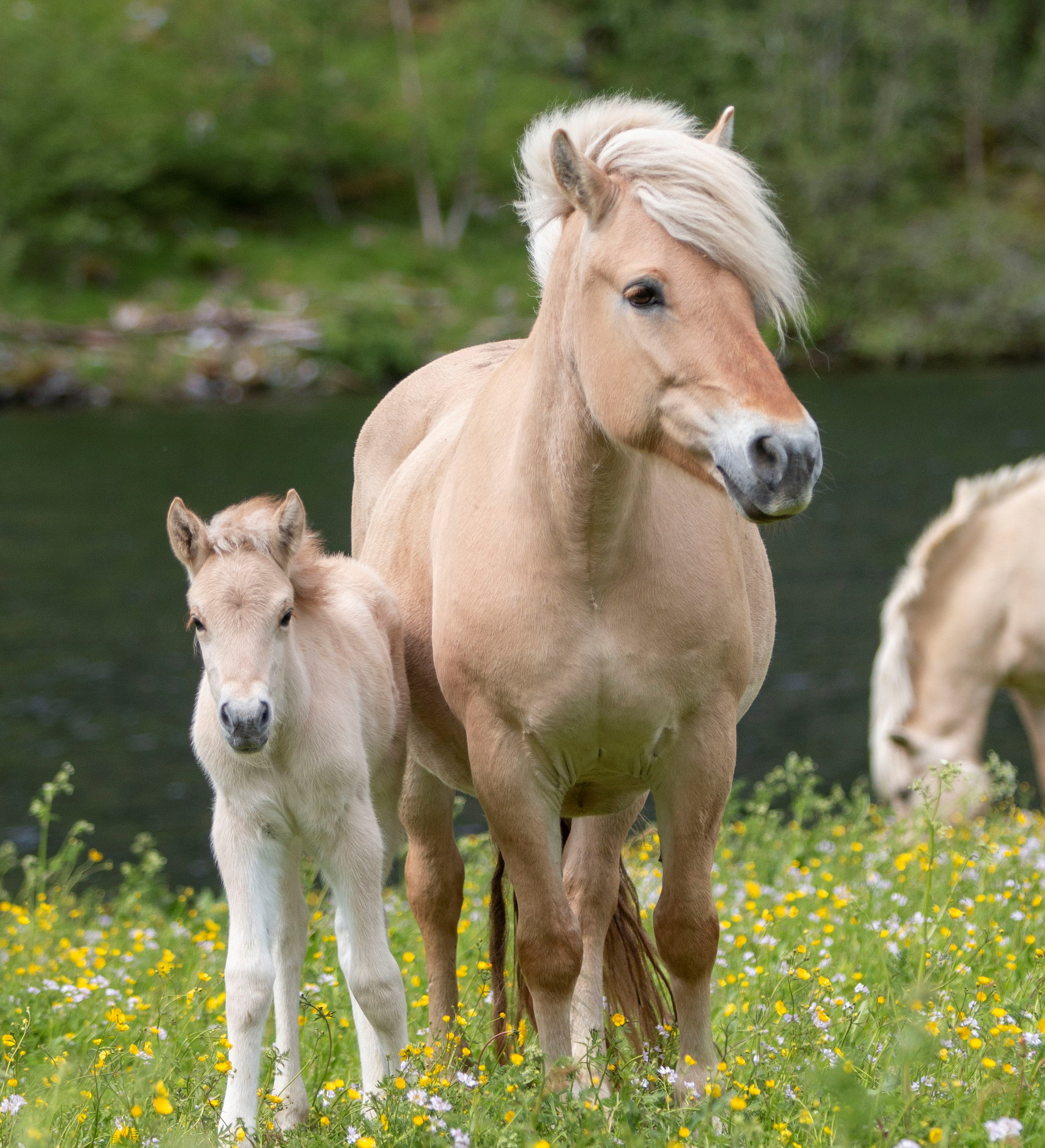 Fjordhest og föll