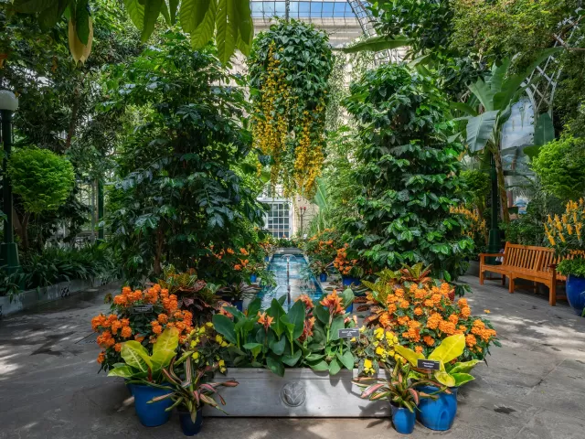 Plants in the U.S. Botanical Garden Conservatory