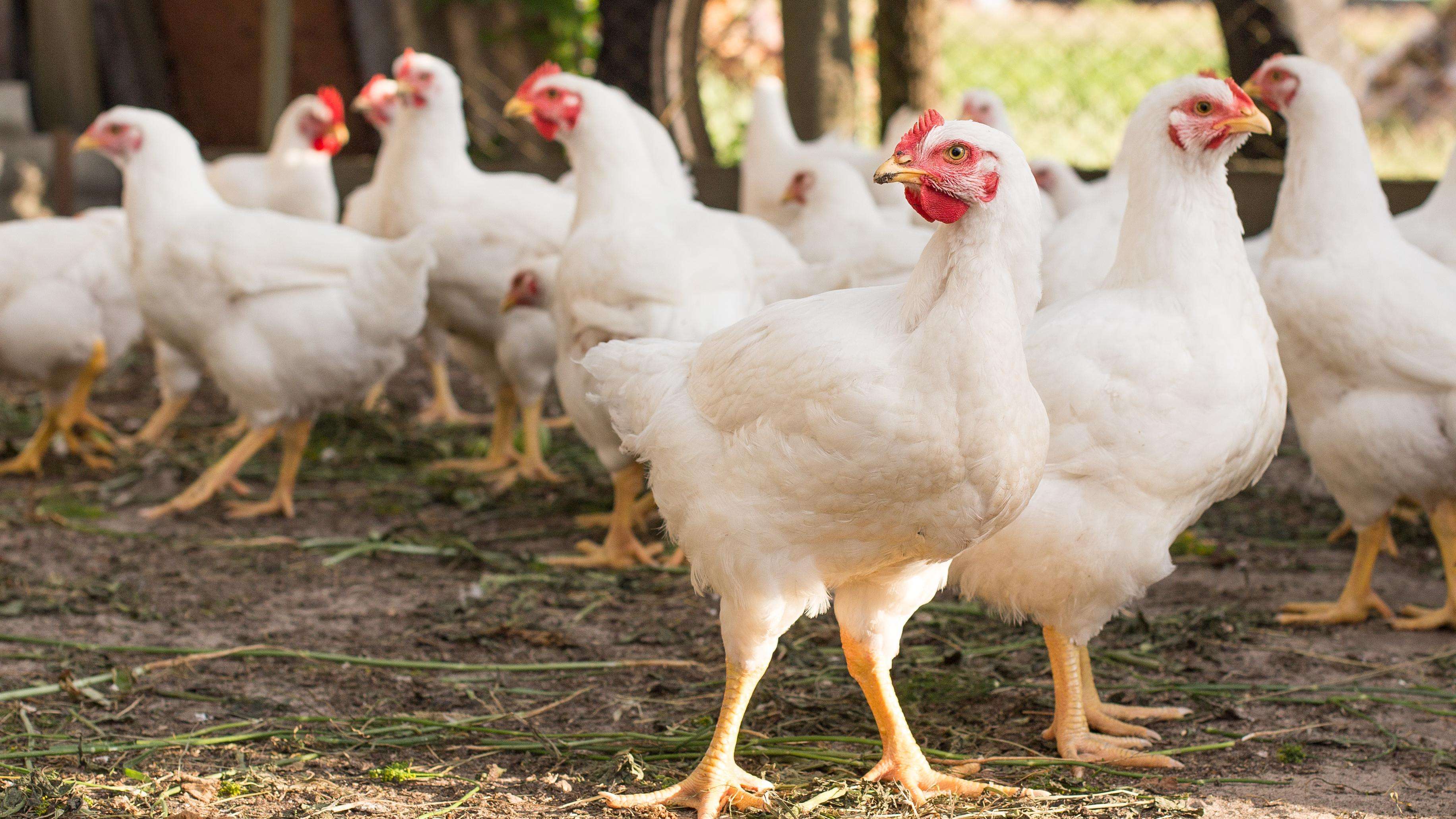 group of white chickens