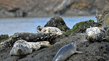 Seals on rocks