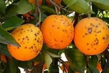 citrus black spot