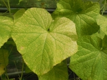 Cucumber green mottle mosaic virus