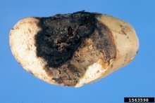 Potato tuber cut open to show areas of black and brown rot in the tuber flesh caused by Dickeya chrysanthemi.